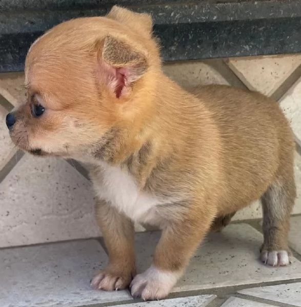 dolci e giocherelloni cuccioli di chihuahua in adozione