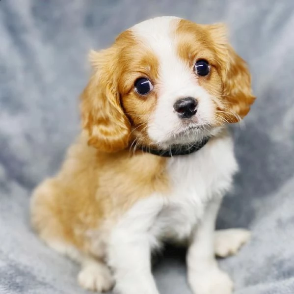   cuccioli di cavalier king  femminucce e maschietti per l'adozione gratuita