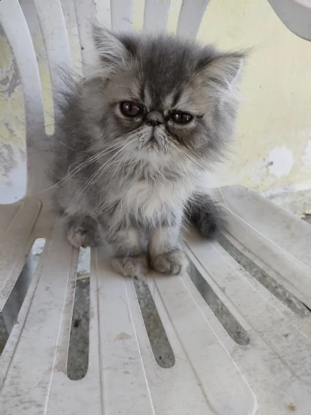 gatto persiano, abituato alla lettiera e cibo, cerca una casa. 