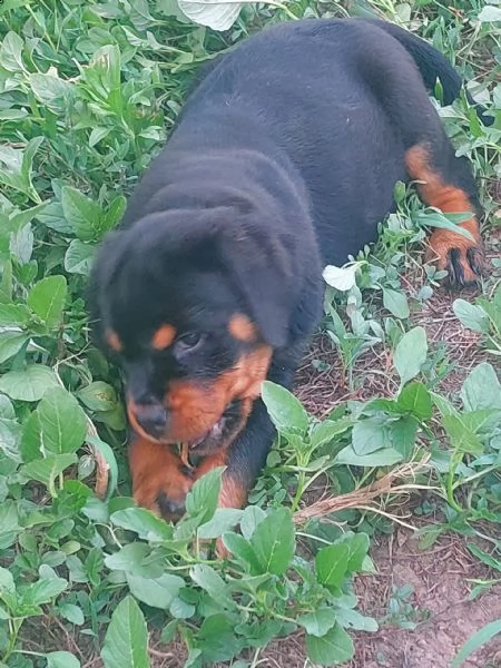 disponibili ultimi cuccioli 3 femmine e 1 maschio