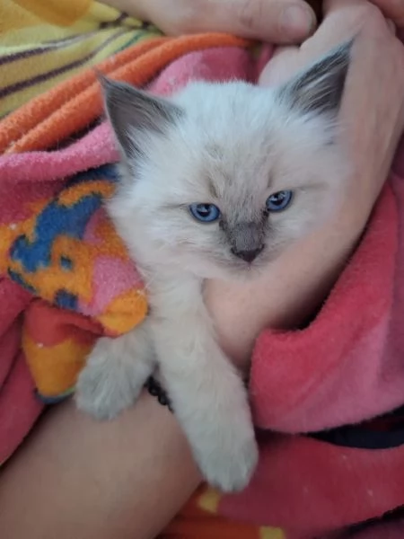 GATTINO SIBERIANO IPOALLERGENICO | Foto 2