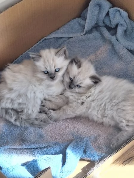 GATTINO SIBERIANO IPOALLERGENICO