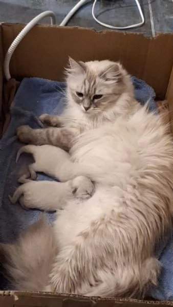 GATTINO SIBERIANO IPOALLERGENICO | Foto 1