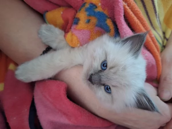 GATTINO SIBERIANO IPOALLERGENICO | Foto 0