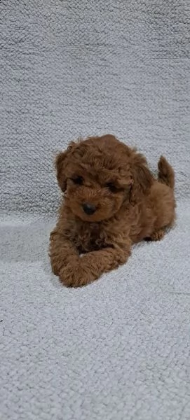 barboncino in miniatura cuccioli | Foto 4