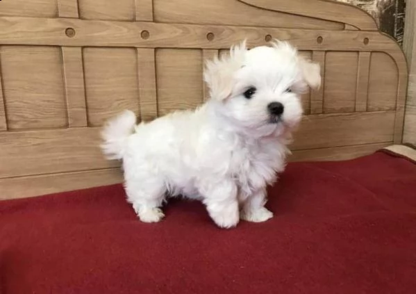 cuccioli maltesi maschio e femmina per amanti degli animali.