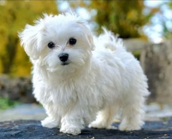 affascinanti cuccioli di maltese ora disponibili (regalo di famiglia)