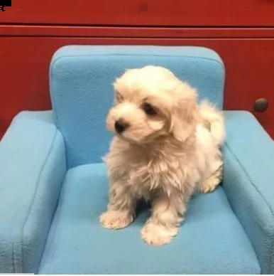 micro simpatici cuccioli di maltese per l'adozione