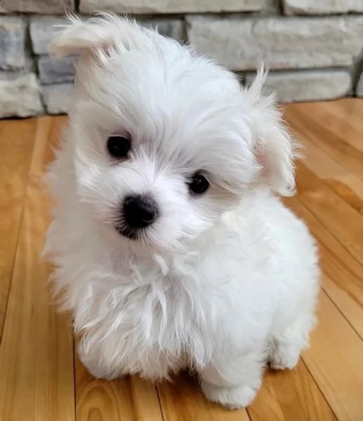 cuccioli maltesi dall'aspetto meraviglioso in omaggio