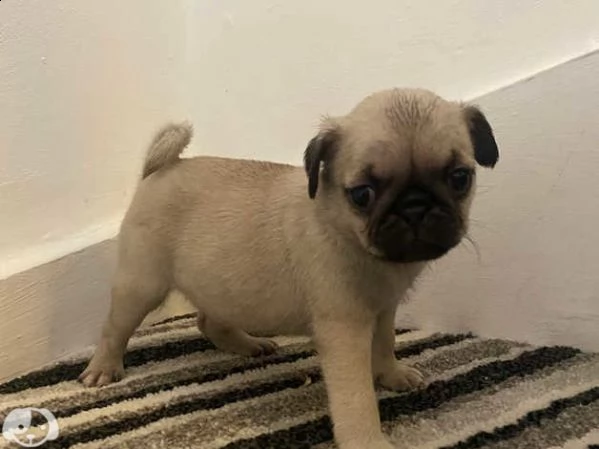 cuccioi carlino | Foto 2