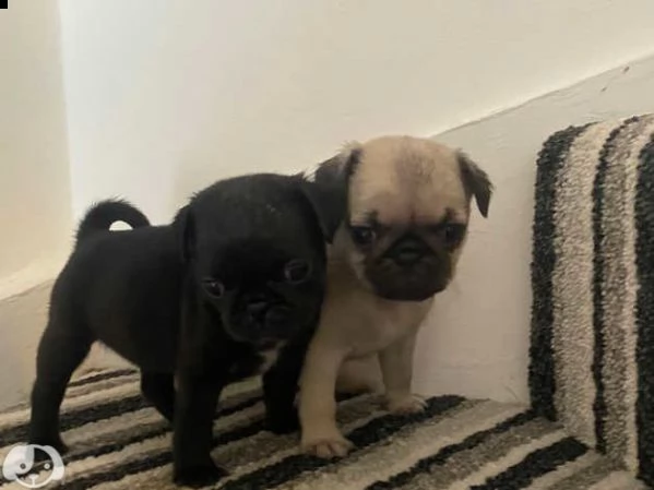 cuccioi carlino | Foto 0