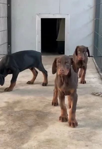 dobermann cuccioli | Foto 6