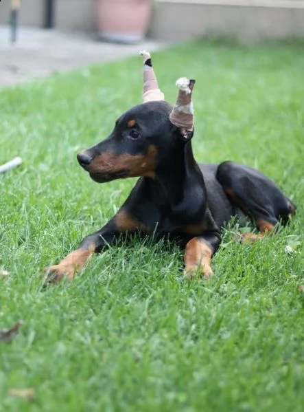 dobermann cuccioli | Foto 5