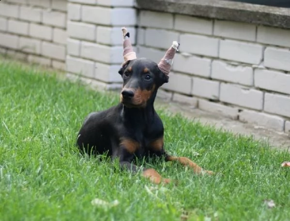dobermann cuccioli | Foto 4