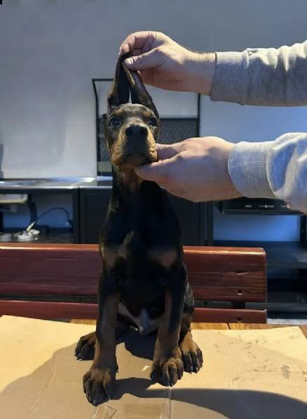 dobermann cuccioli | Foto 1