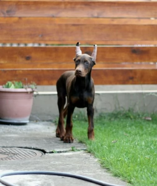 dobermann cuccioli