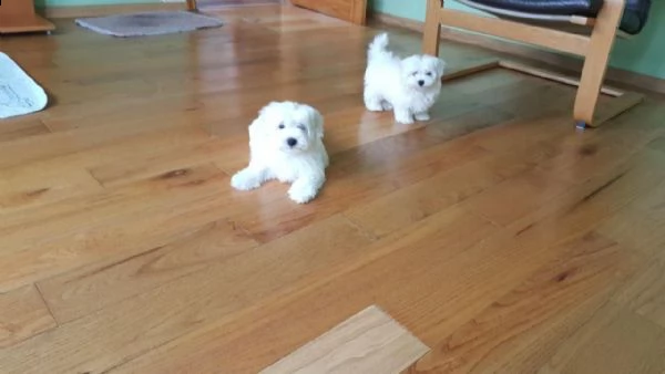 maltese mini cuccioli | Foto 4