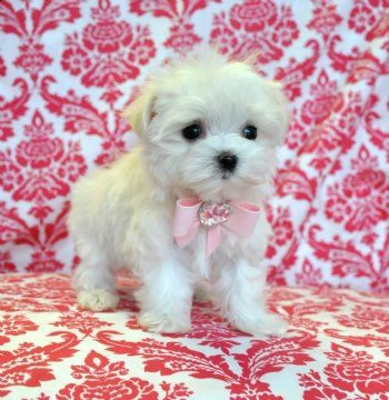 splendidi cuccioli di maltese teacup, | Foto 0