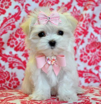splendidi cuccioli di maltese teacup,