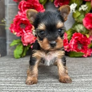 super adorabile teacup yorkie cuccioli