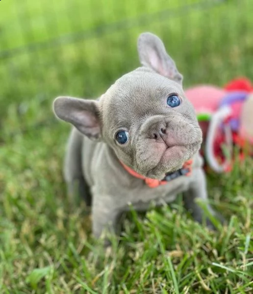 cuccioli di bulldog francese  | Foto 0