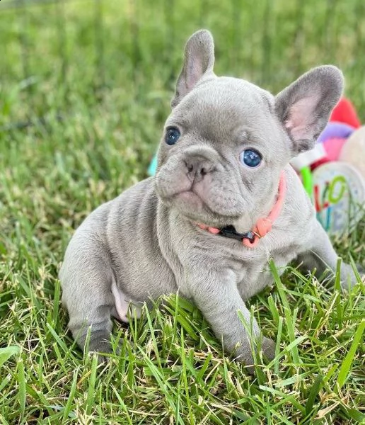 cuccioli di bulldog francese 