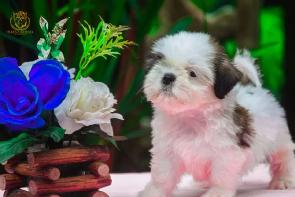 cuccioli di shih tzu
