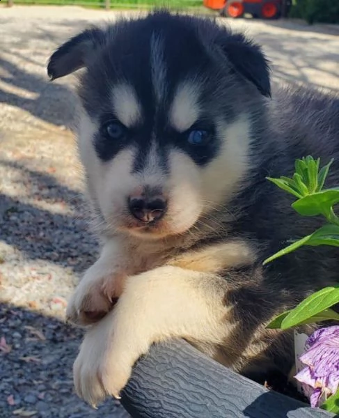 regalo cuccioli di husky⭐ | Foto 0