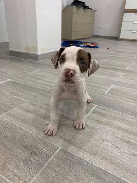 regalo cuccioli di pitbull | Foto 0