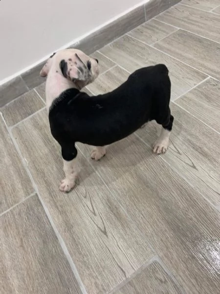 regalo cuccioli di pitbull