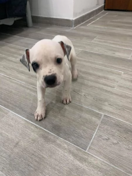 regalo cuccioli di pitbull,,