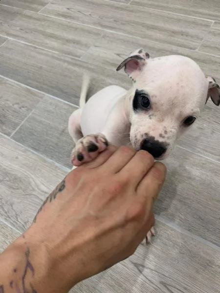 regalo cuccioli di pitbull,, | Foto 0