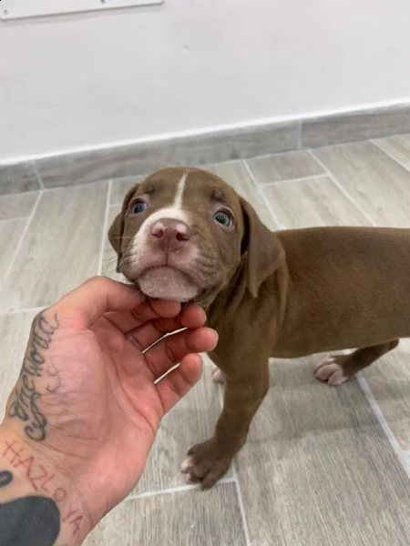 regalo cuccioli di pitbull!! | Foto 0