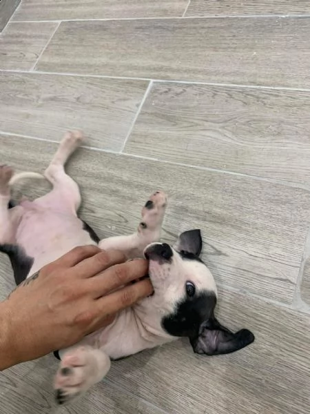 regalo cuccioli di pitbull,,.. | Foto 0