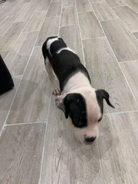 regalo cuccioli di pitbull,,..