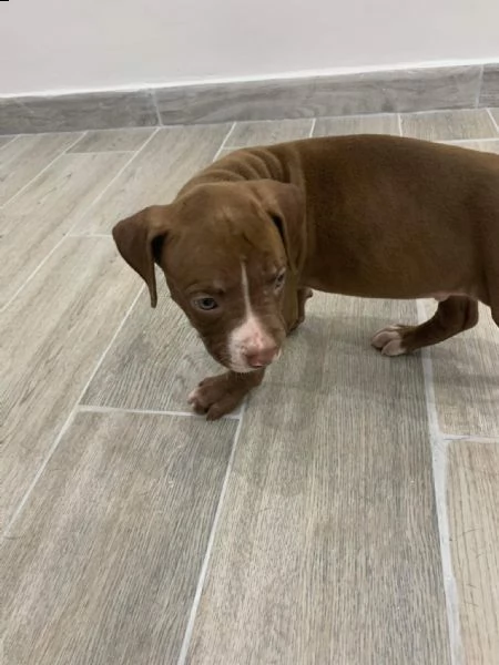 regalo cuccioli di pitbull:: | Foto 0