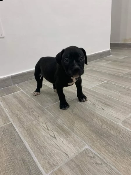 regalo cuccioli di pitbull::