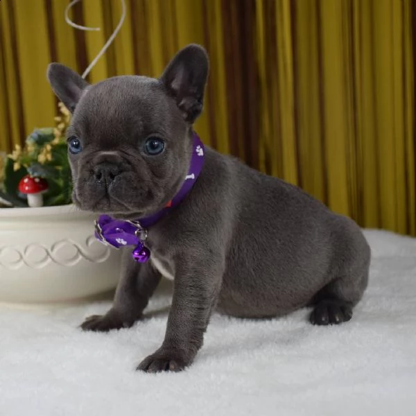 regalo bulldog francese