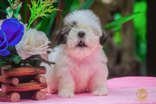 cuccioli di shih tzu con documenti