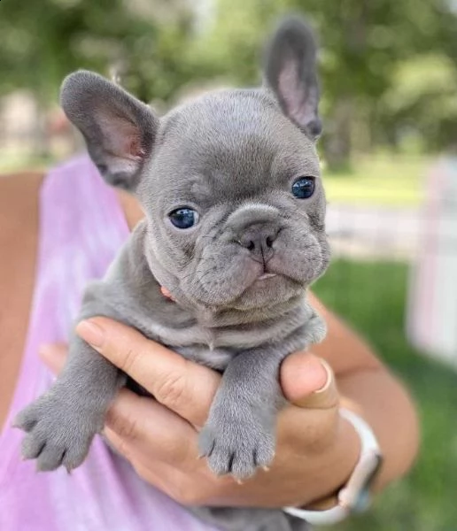 cuccioli di bulldog francese super