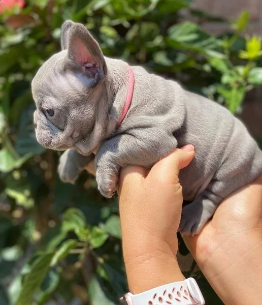 cuccioli di bulldog francese super | Foto 0