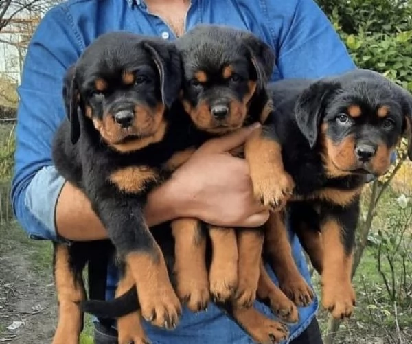 perfetto rottweiler. 10 settimane di vita. 