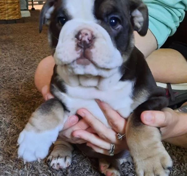 cuccioli di bulldog inglese maschi e femmine