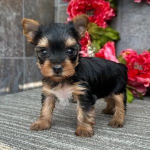 super adorabile teacup yorkie cuccioli. 