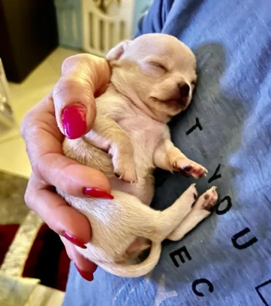 bellissimi cuccioli di chihuahua boston tigrato nero e bianco