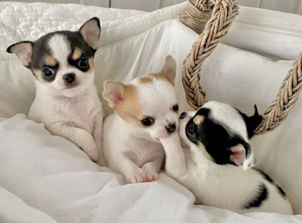 bellissimi cuccioli di chihuahua in adozione maschi e femmine