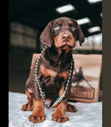 dobermann chocolate cuccioli