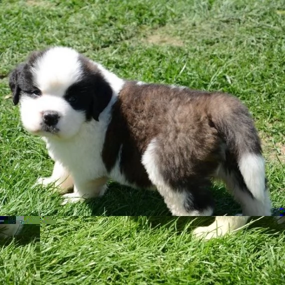 regalo adorabili cuccioli san bernardo femminucce e maschietti disponibili