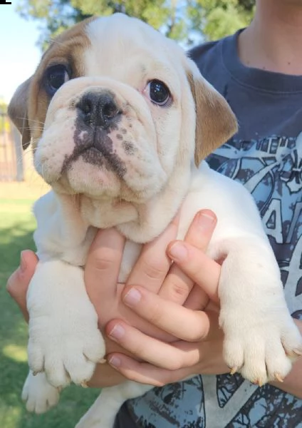 cuccioli di bulldog inglese maschi e femmine