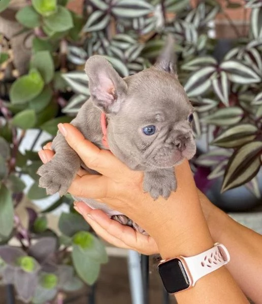 cuccioli di bulldog francese 